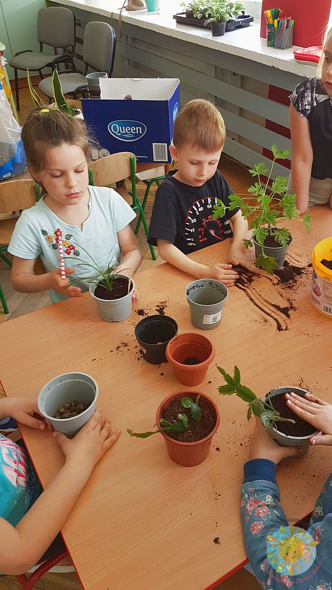 Dzieci siedzą przy stole i sadzą kwiaty do doniczek - Przedszkole Samorządowe Nr 2 Pod Słonkiem w Białymstoku