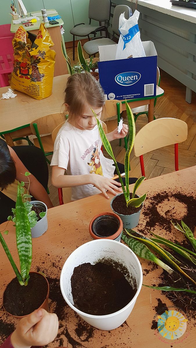 Dziewczynka dosypuje ziemi do kwiatka doniczkowego - Przedszkole Samorządowe Nr 2 Pod Słonkiem w Białymstoku