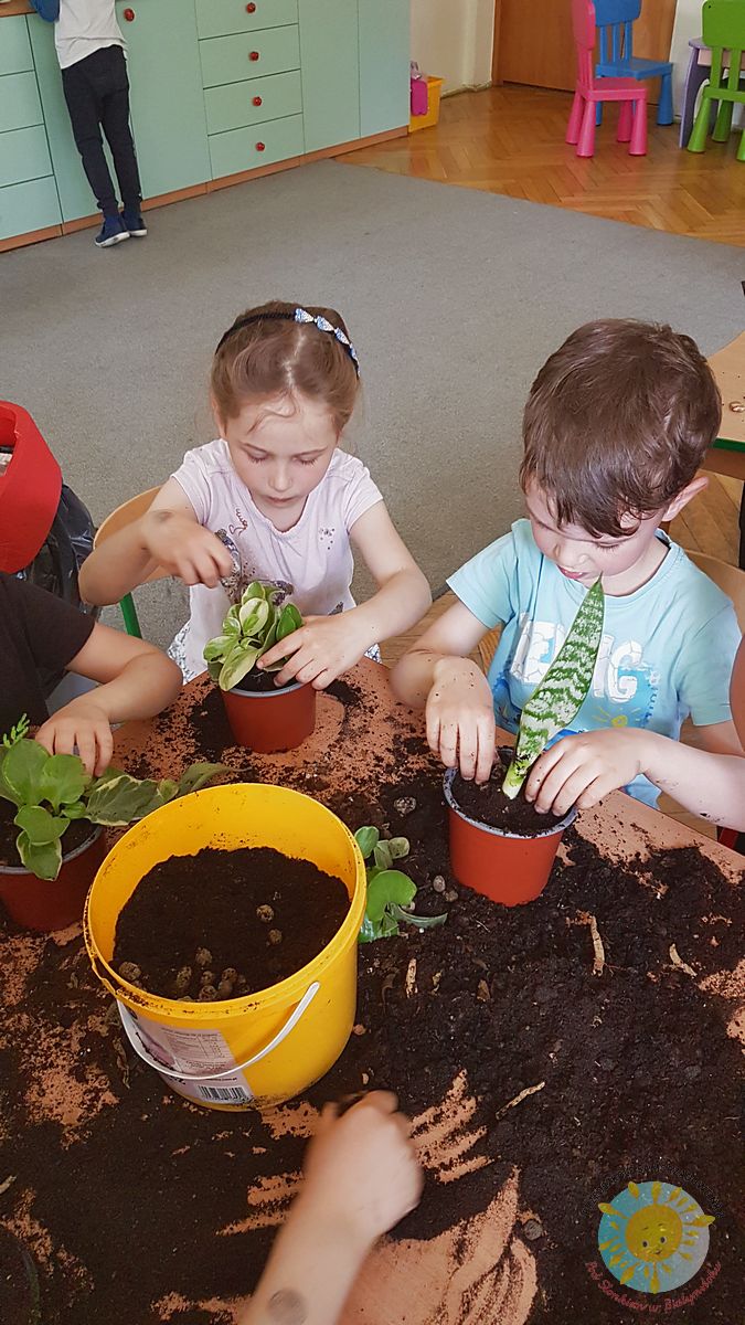 Dziewczynka z chłopakiem przesadzają rośliny doniczkowe - Przedszkole Samorządowe Nr 2 Pod Słonkiem w Białymstoku