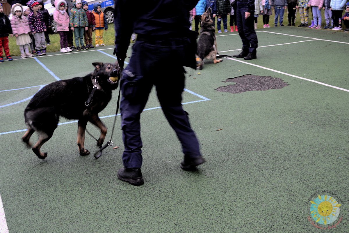 Dzieci obserwują policyjnego psa i policjanta - Przedszkole Samorządowe Nr 2 Pod Słonkiem w Białymstoku