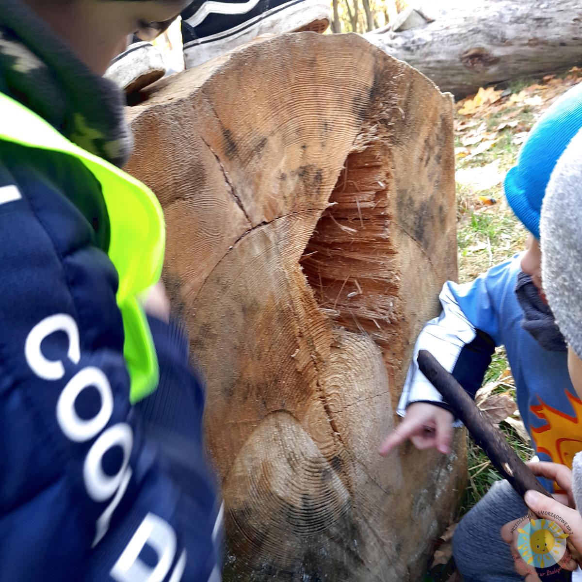 Dzieci obserwują z bliska ścięte drzewo - Przedszkole Samorządowe Nr 2 Pod Słonkiem w Białymstoku