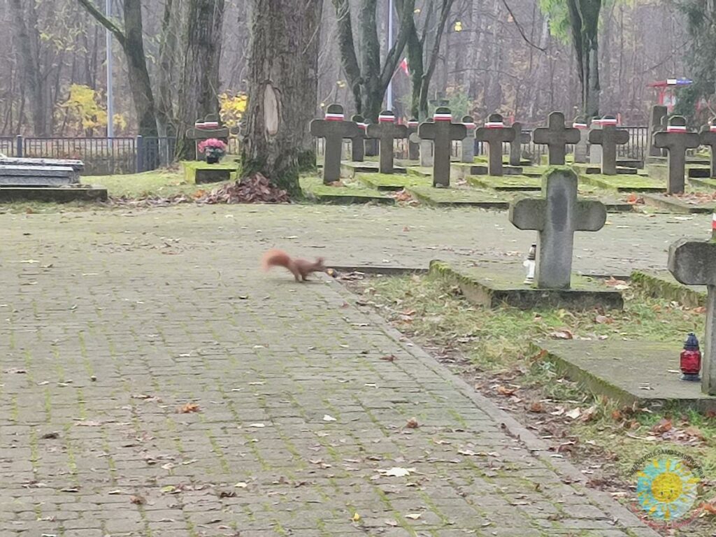 Biegająca wiewiórka na Cmentarz u Wojskowym - Przedszkole Samorządowe Nr 2 Pod Słonkiem w Białymstoku
